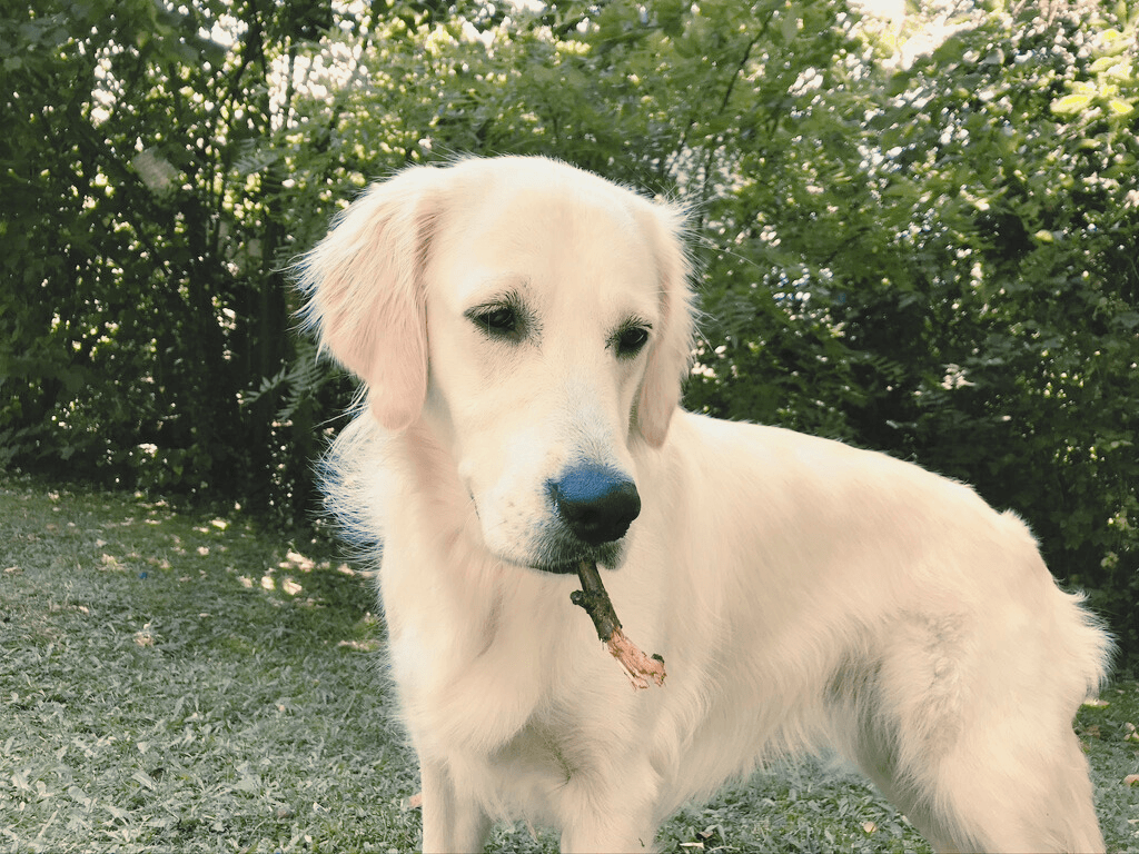 Freya with a stick